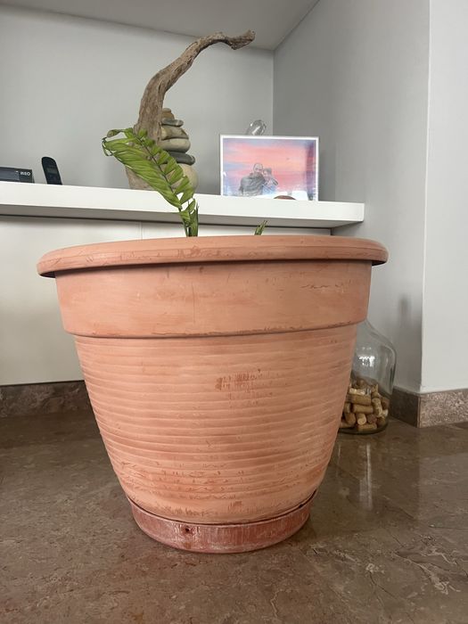 Vaso grande com planta