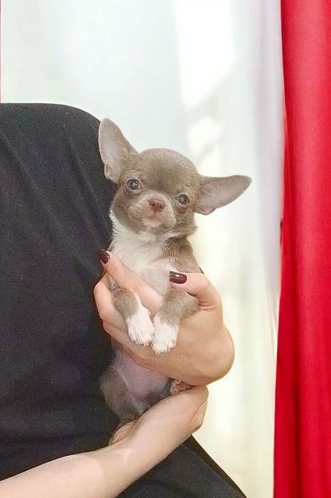 Дівчинка чіхуахуа лілова красуня ..