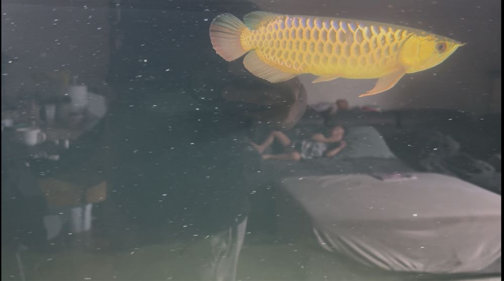Arowana golden head crossback