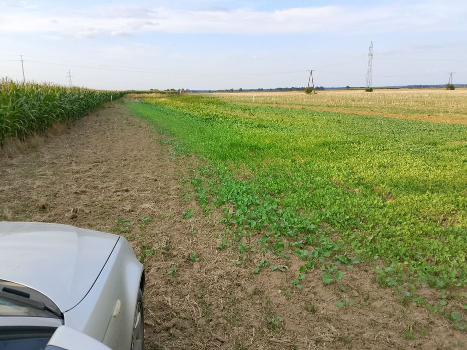 Działka budowlana 12 arów