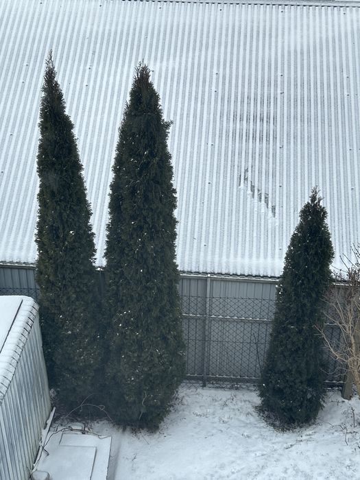 Tuja szmaragd 3-4m