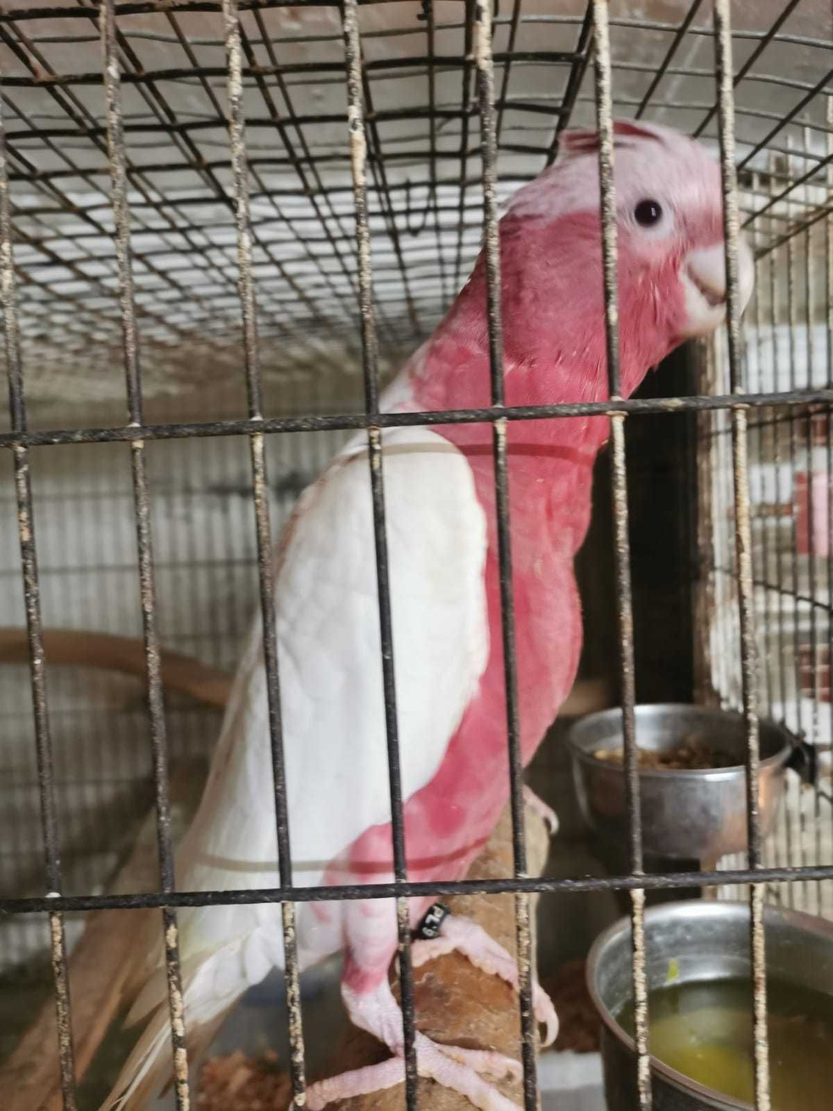 Kakadu Różowe Lutino Goffini Bialooka