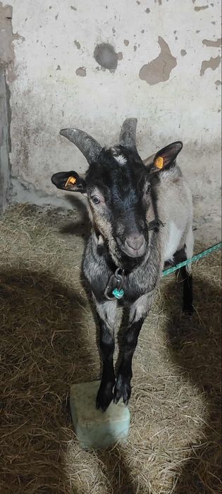 Sprzedam.   Kozła