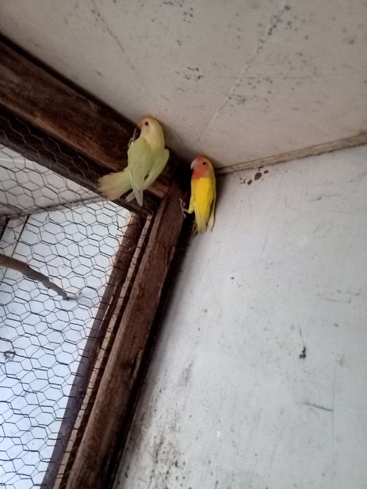 Agapórnis não sexados