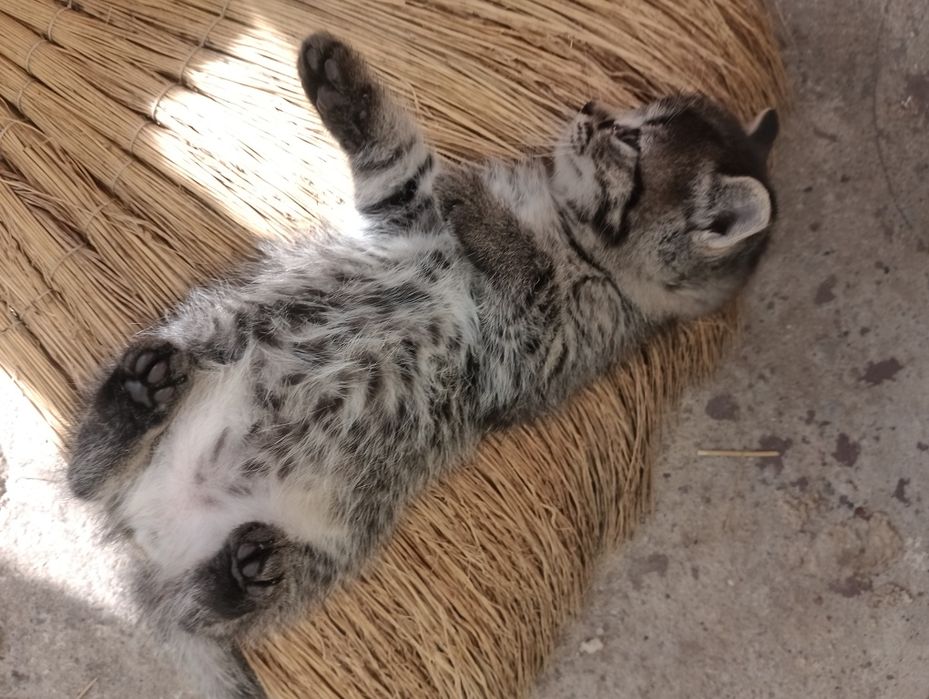 Віддам кошеня котика