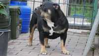 American Bully suczka