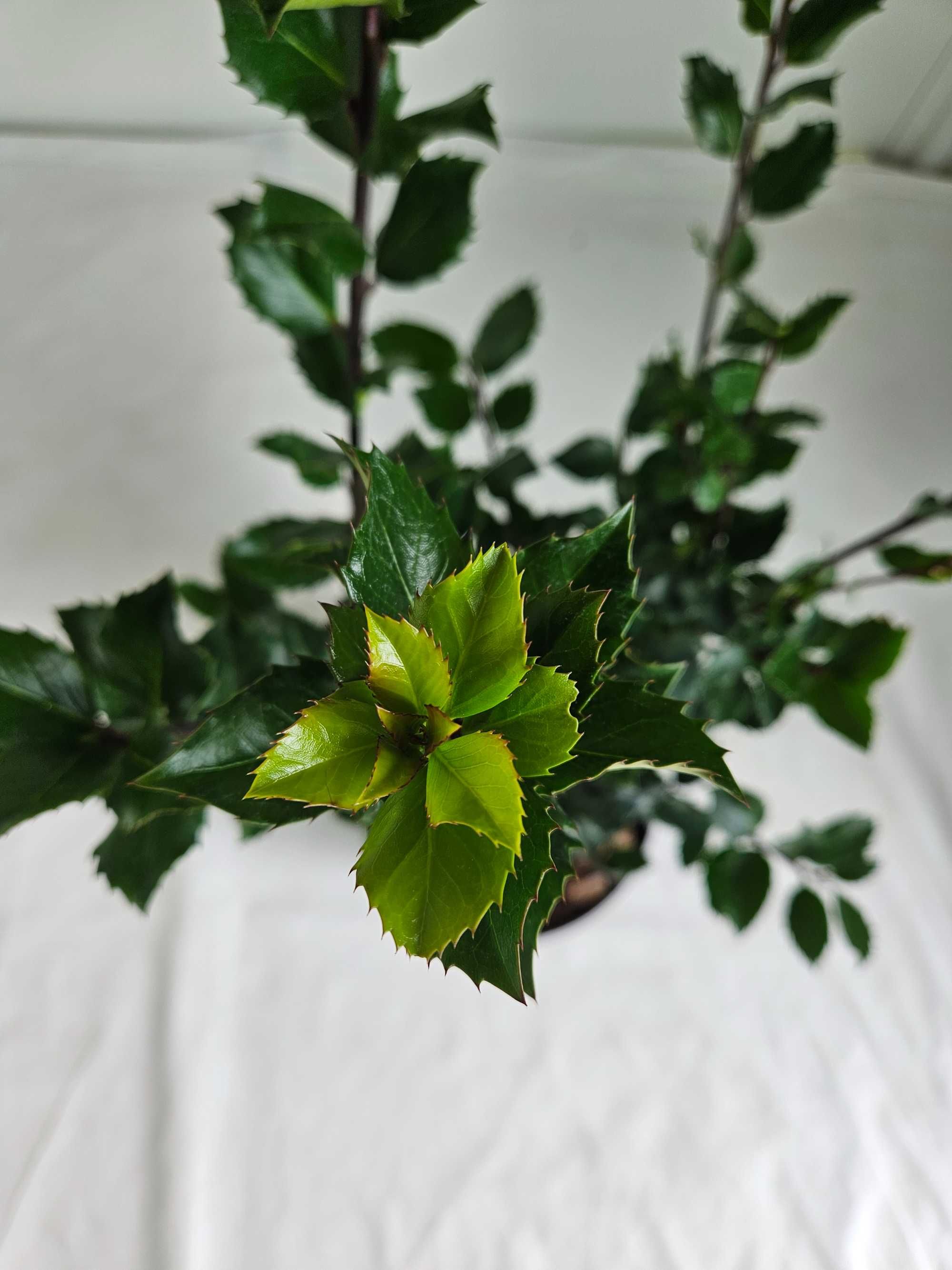 Ostrokrzew Meservy Blue Mini 70cm – zimozielony krzew ozdobny C5