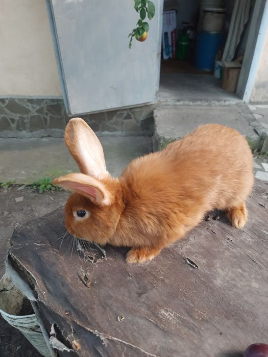 Продажа кроликов.