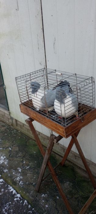 Gołębie ozdobne Turkoty niemieckie dwuczube Sztrasery