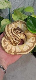 Samiec Pastel Enchi