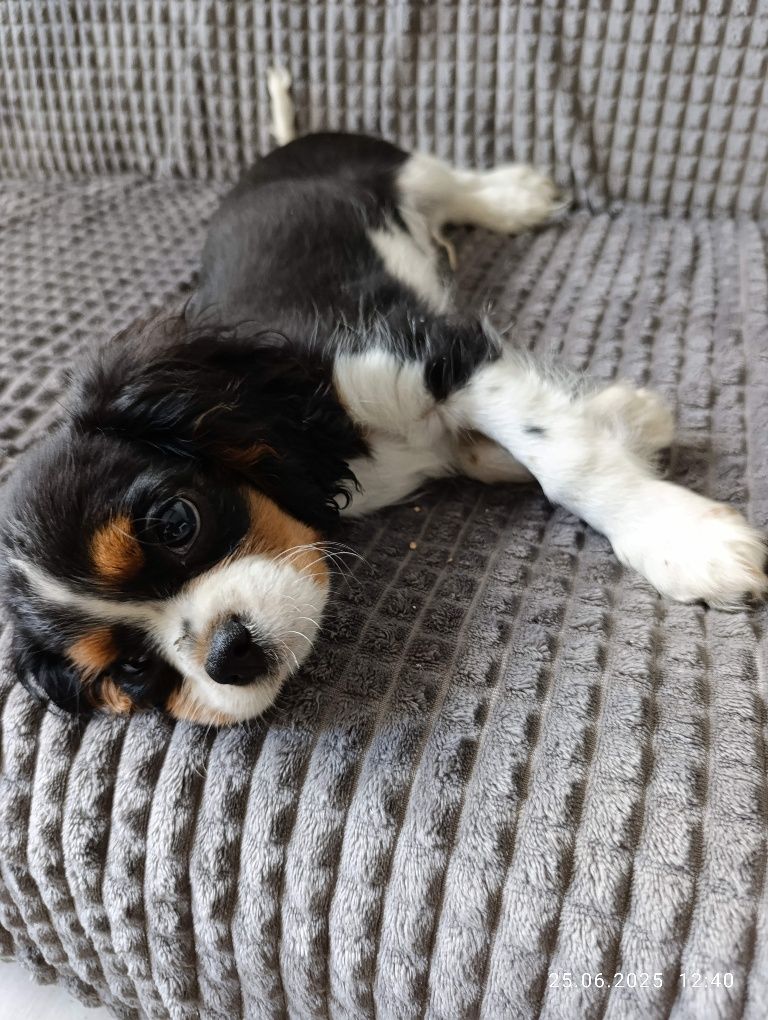 Ostatni piesek!! Cavalier King Charles Spaniel