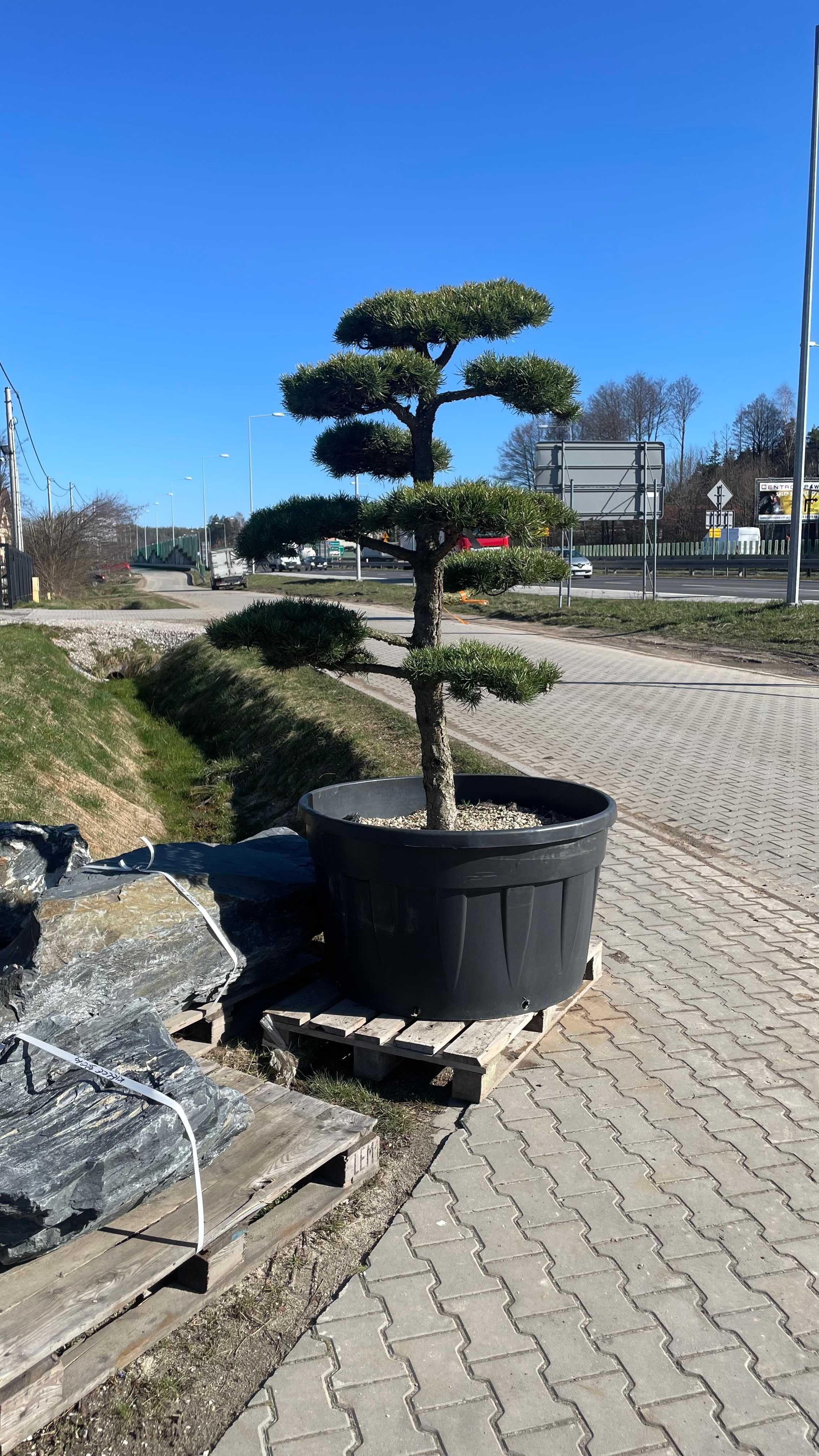 Sosna Banksa formowana drzewo BONSAI /drzewa ozdobne/krzewy formowane/