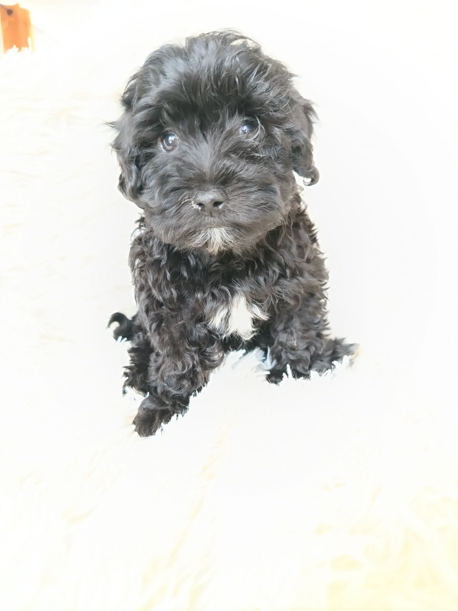 Psy rasowe maltipoo