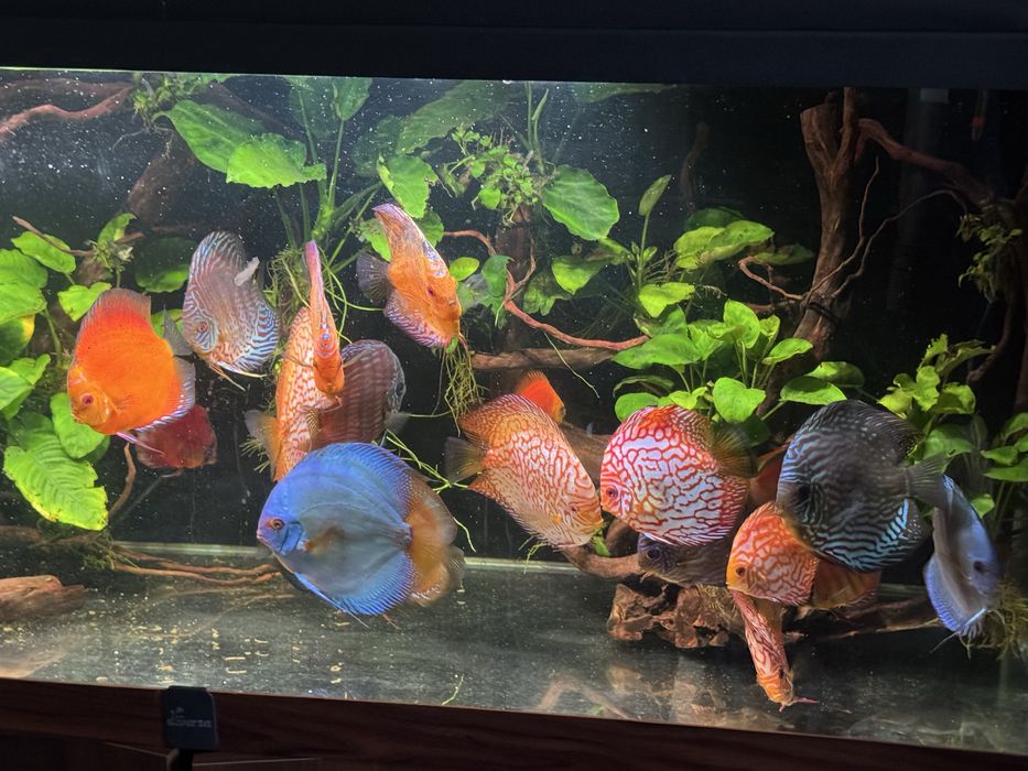 Dyskowce - paletki 4 duże sztuki