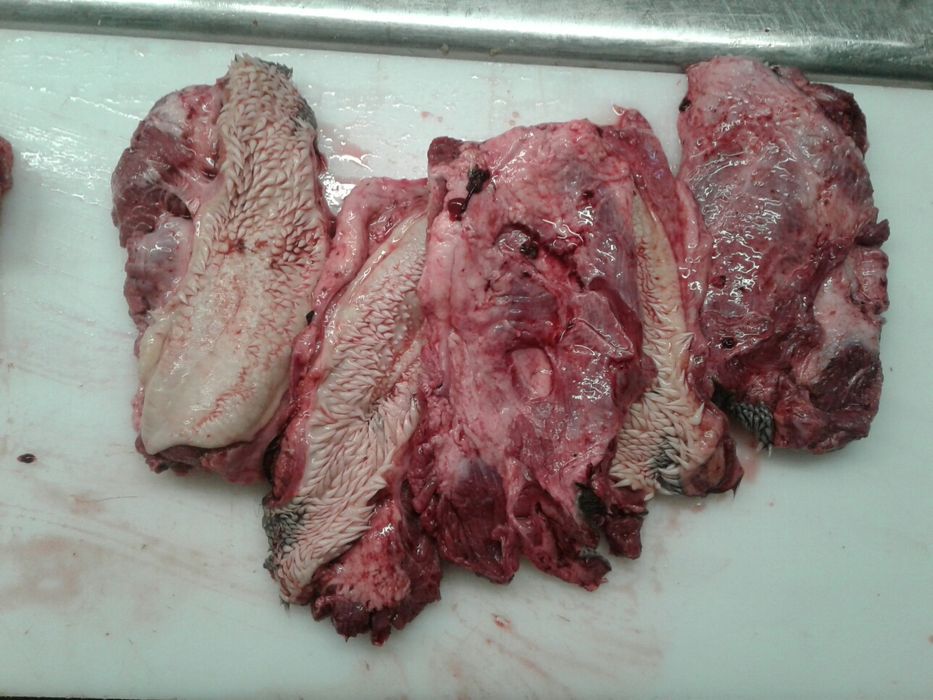 Корм для собак, Губи. Доставка по Україні