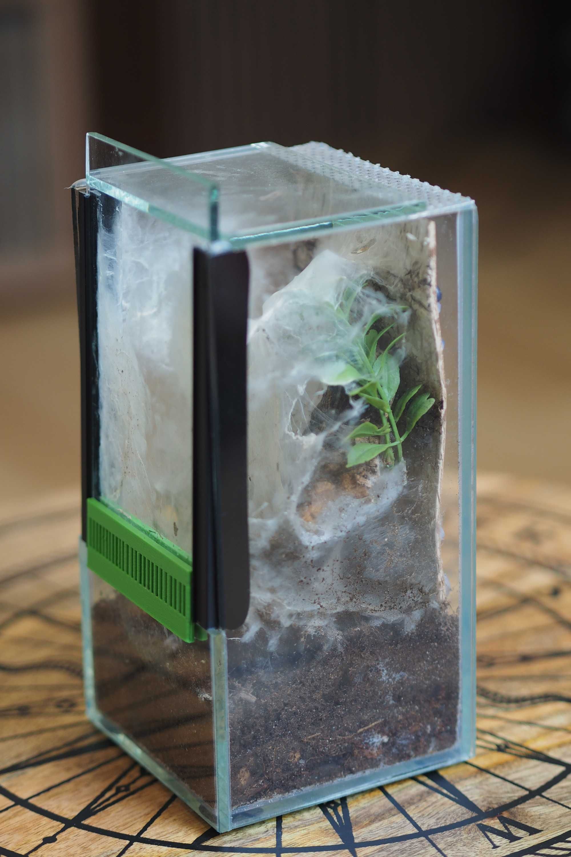 Caribena laeta  - zdrowy! + mini szklane terrarium z wentylacją