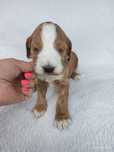 **Cockapoo **Piesek