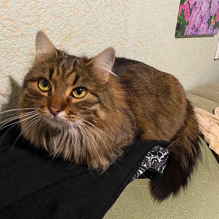 Терміново віддаються котики