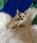 Chihuahua chłopiec