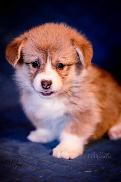 Welsh Corgi Pembroke suczka LANDRYNKA - hodowla ZKwP od 1991 r.