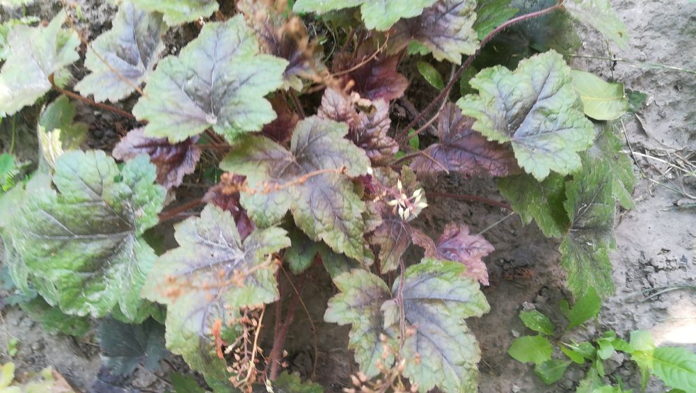 Гейхеры со сврего сада