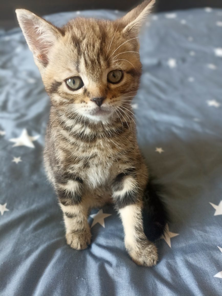 Кошенята шотландські