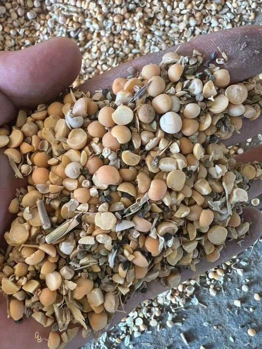 Кукурудза горох,пшениця