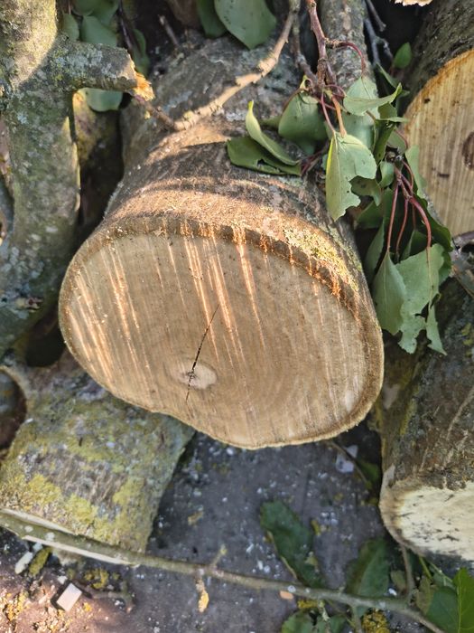 3 bale orzecha włoskiego średnica od 30 do 15 cm