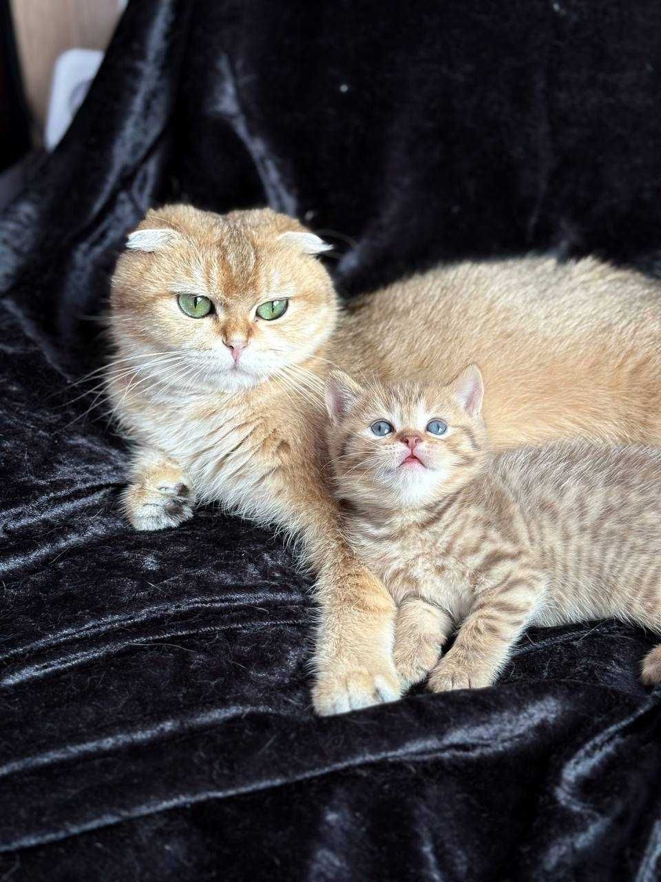 Kocięta szkocki (scottish fold, scottish straight)