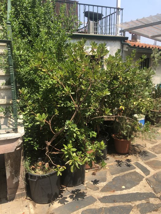 Medronheiros e Zimbros