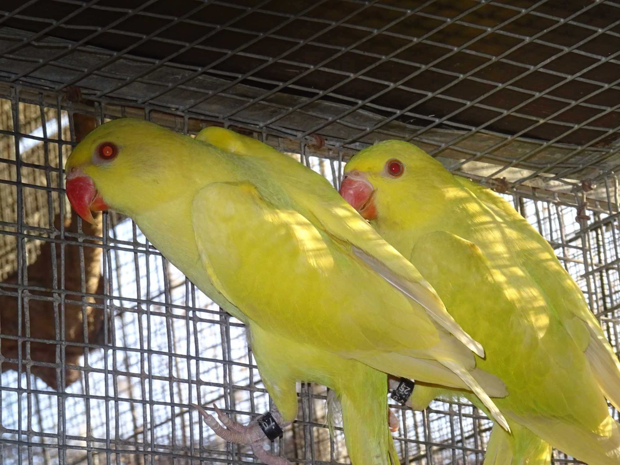 ring necks para cedência de 2025 machos e fêmeas