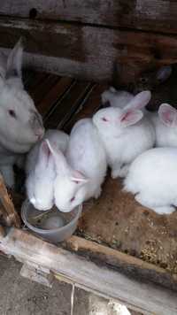Продам кролики 1-3 месяца