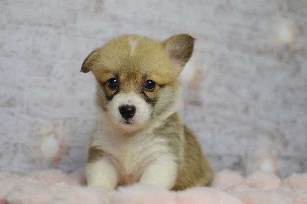 Welsh Corgi Pembroke - sunia