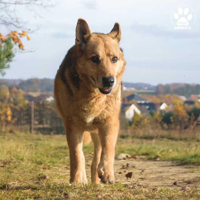 Miłek w typie owczarka niemieckiego szuka domu!