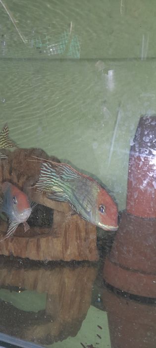 Ziemiojad RED HEAD tapajos 5-6cm wysyłka.