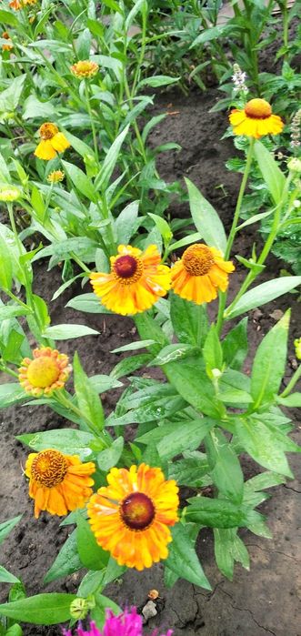 Гелениум летний многолетний, тамарикс