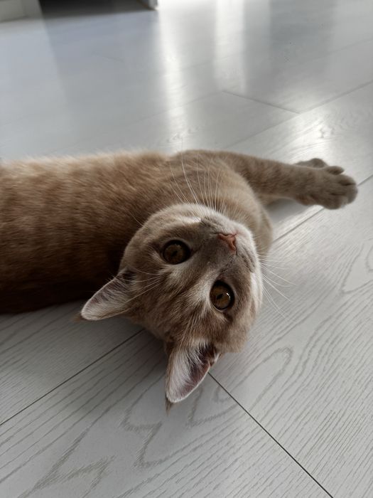 Котенок в добрые руки!