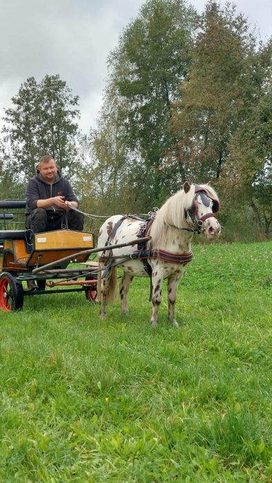 Sprzedam wałach kuca