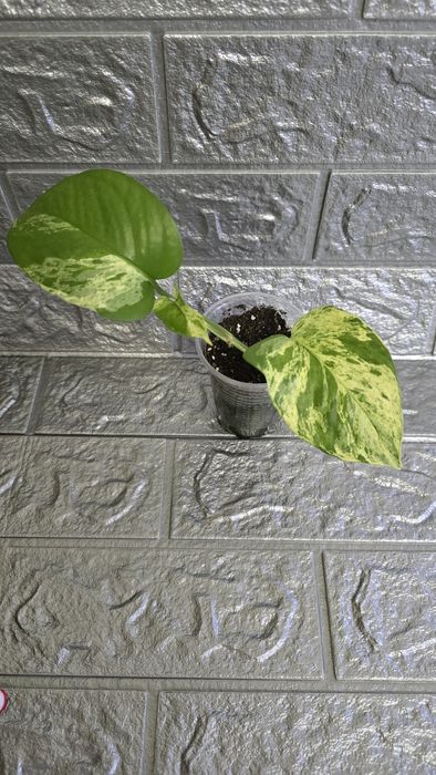 Кімнатні рослини не дорого