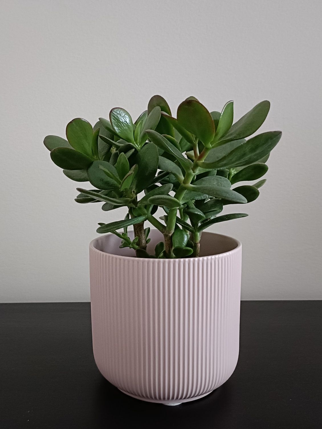 Planta de jade, crassula ovata