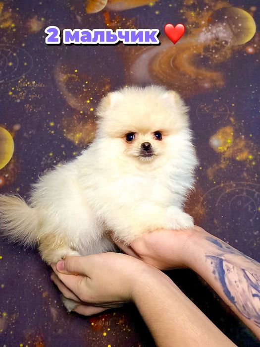 Пушистые кремовые щенки шпица — 5 маленьких солнышек