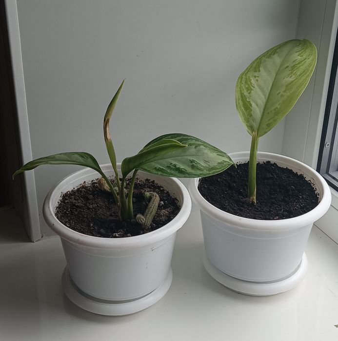 ,шлюмбергер, різдвяник,Аглаонема,,грошове дерево , спатифілум