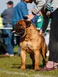 Bullmastiff szczeniak ZKwP
