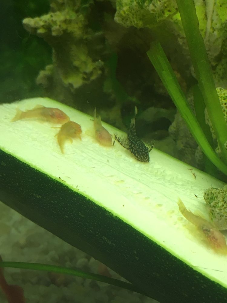 Ancistrus Sp Albino, Pretos  e brown 6/7cm