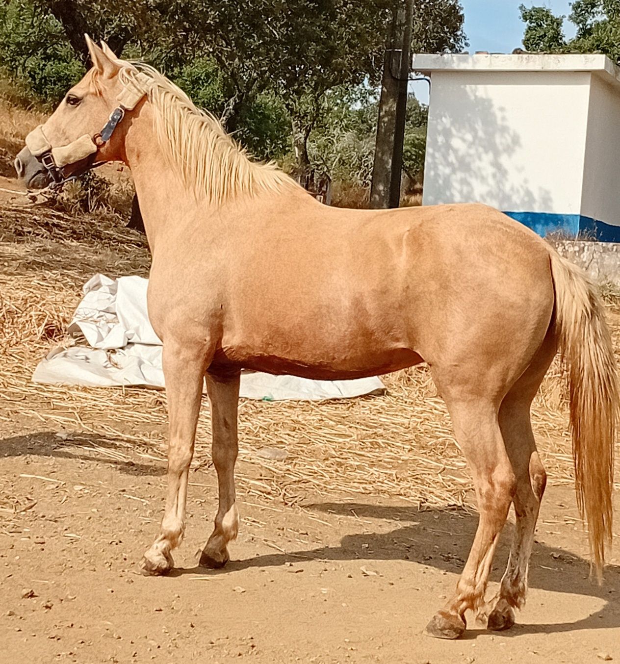 Egua palomina top