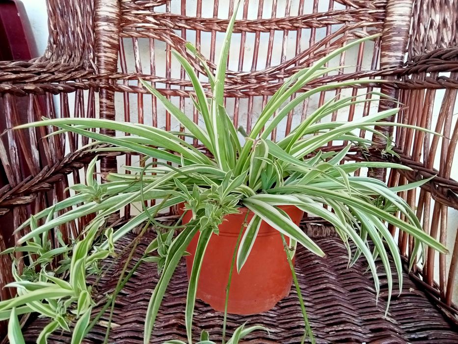 Clorofito - Clorophytum Comosum
