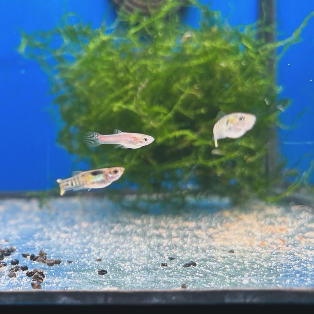 Vendo/ troco guppys endler yellow tiger