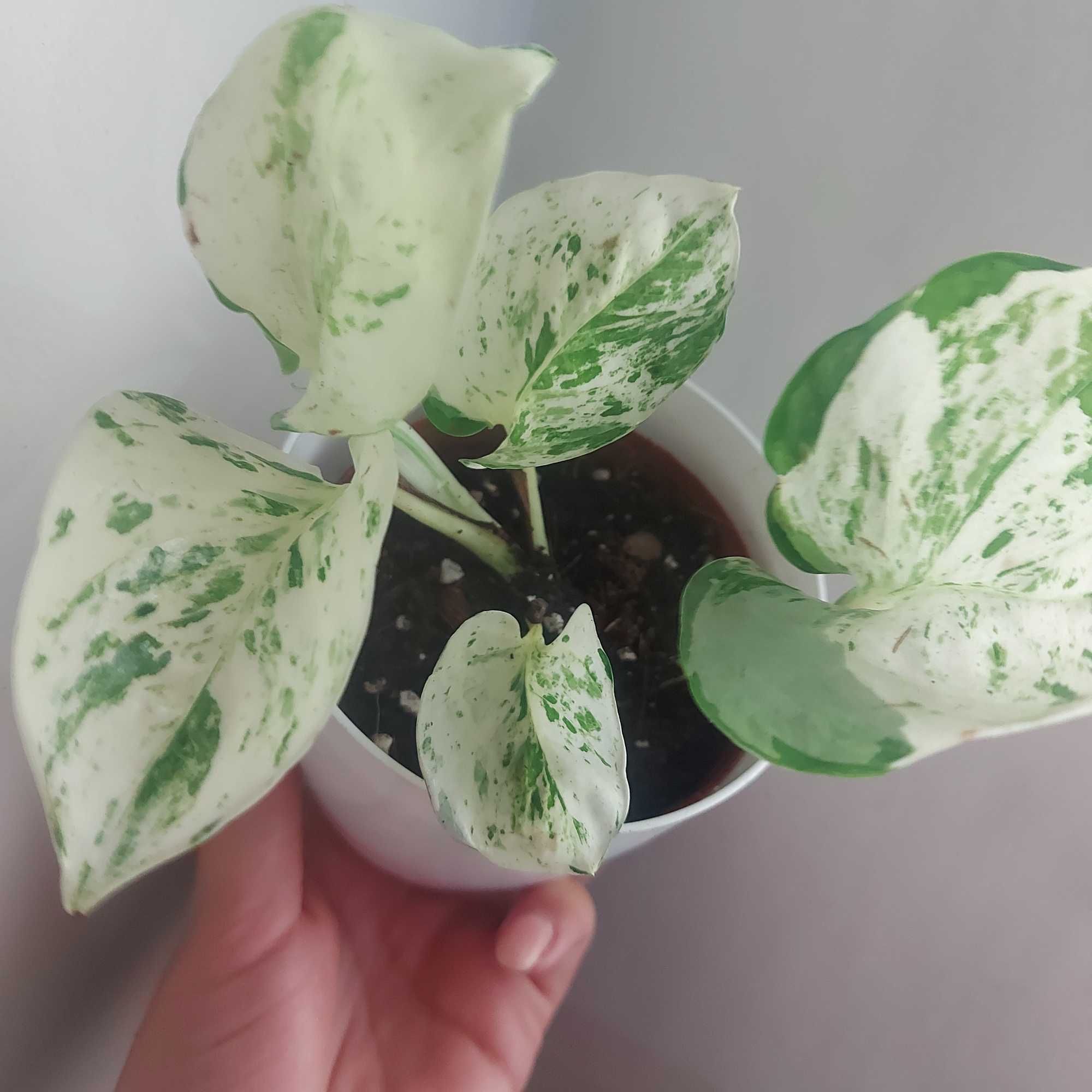 Epipremnum manjula happy leaf