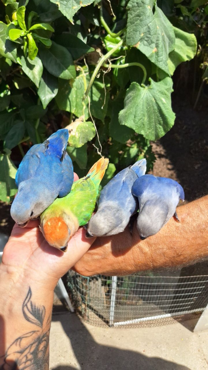 Vendo Agapornis Domesticados
