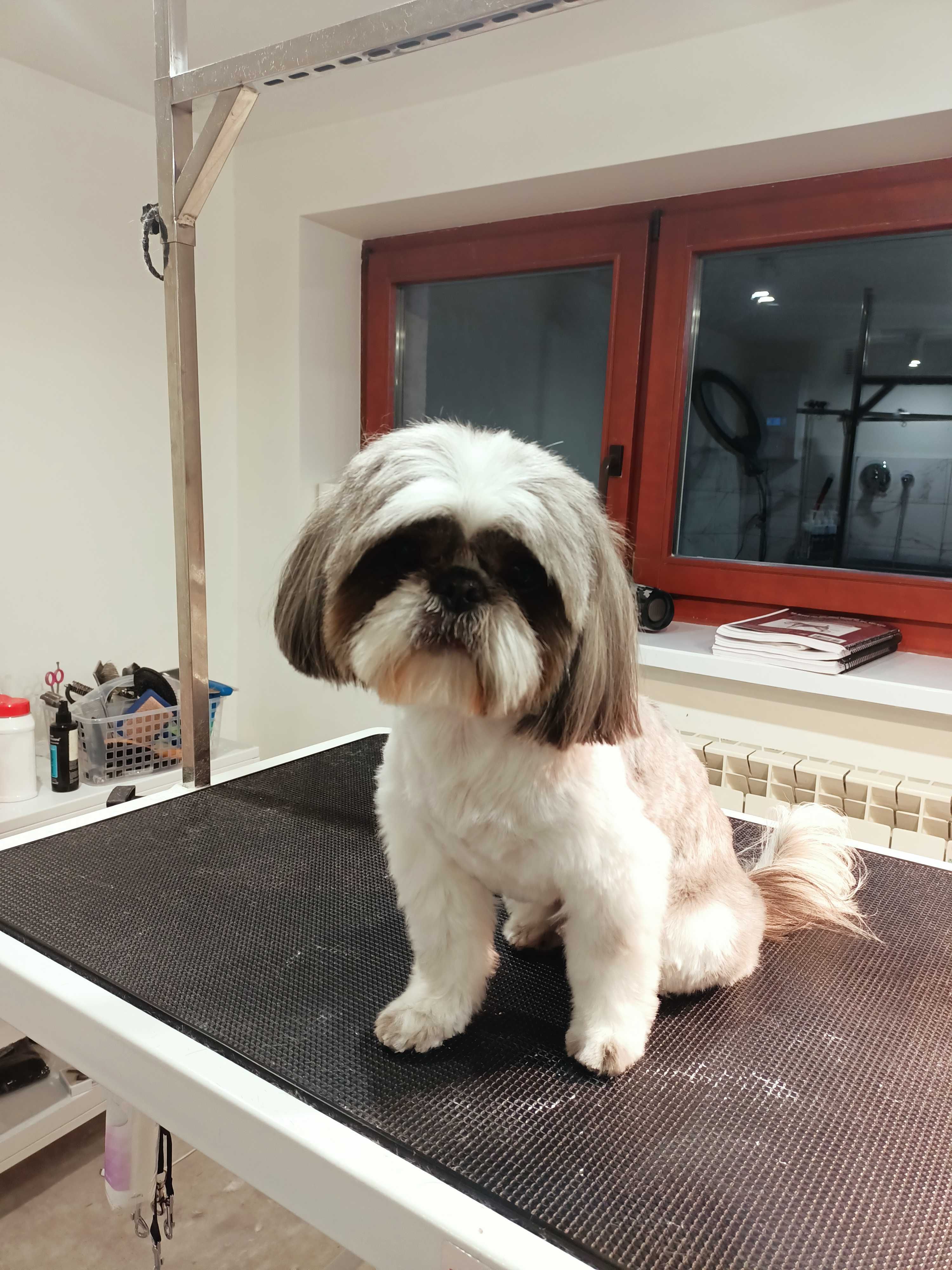 Psi fryzjer/groomer/Doggy Cuts Salon Groomerski